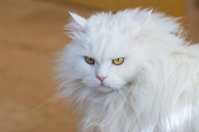 Free download cat feline persian whiskers look free picture to be edited with GIMP free online image editor