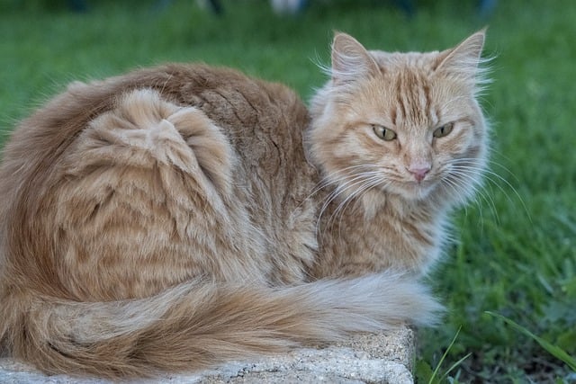 Free download cat feline pet resting relaxing free picture to be edited with GIMP free online image editor