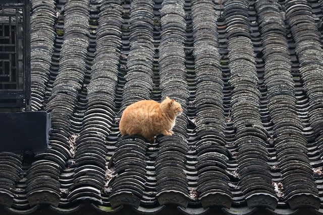 Free download cat feline roof orange cat free picture to be edited with GIMP free online image editor