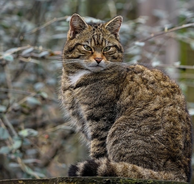 Free download cat feline scottish wildcat wildcat free picture to be edited with GIMP free online image editor