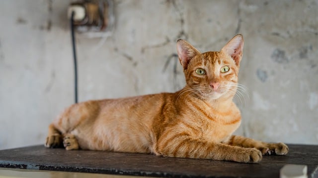 Free download cat feline tabby cat whiskers free picture to be edited with GIMP free online image editor