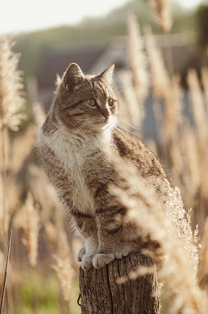 Free download cat feline trunk animal nature free picture to be edited with GIMP free online image editor