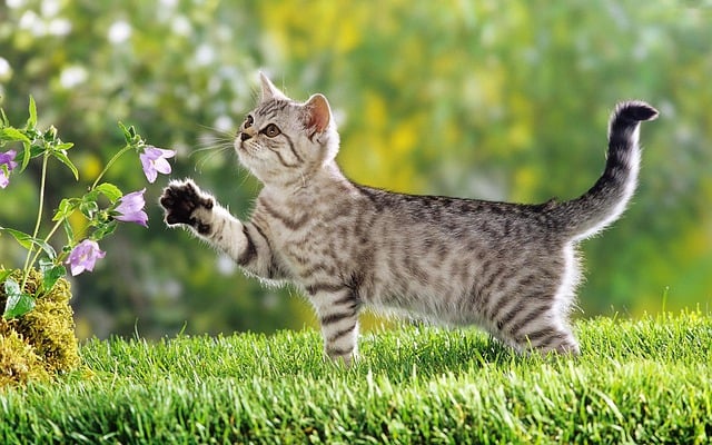 Free download cat flowers lawn garden nature free picture to be edited with GIMP free online image editor