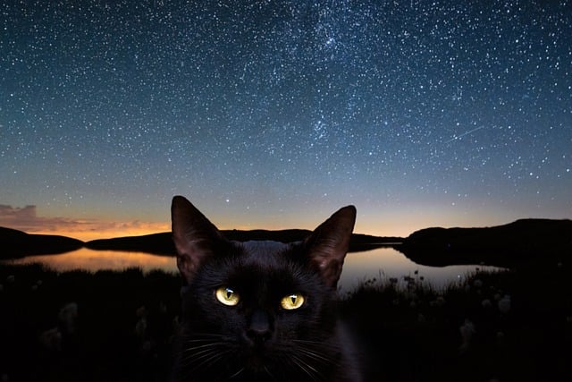 Free download cat galaxy evening night animal free picture to be edited with GIMP free online image editor