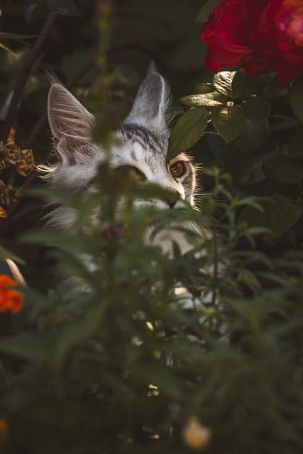 Free download cat head hidden domestic cat free picture to be edited with GIMP free online image editor