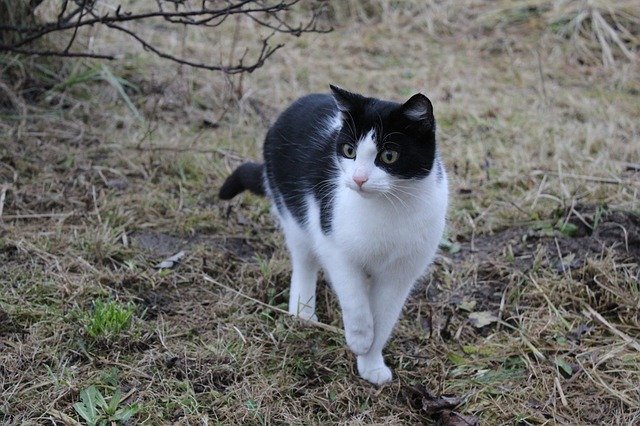 Free download Cat Hunting Animals -  free photo or picture to be edited with GIMP online image editor