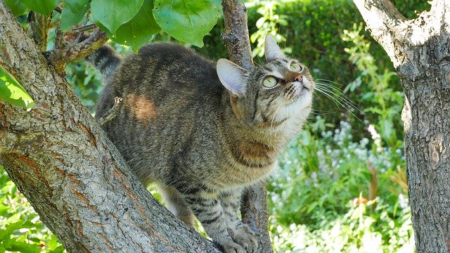 Free download Cat Hunting Dachowiec -  free photo or picture to be edited with GIMP online image editor