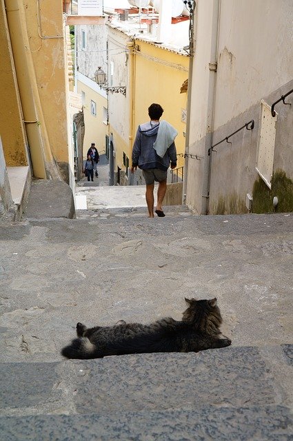 Free download Cat Italy Positano -  free photo or picture to be edited with GIMP online image editor