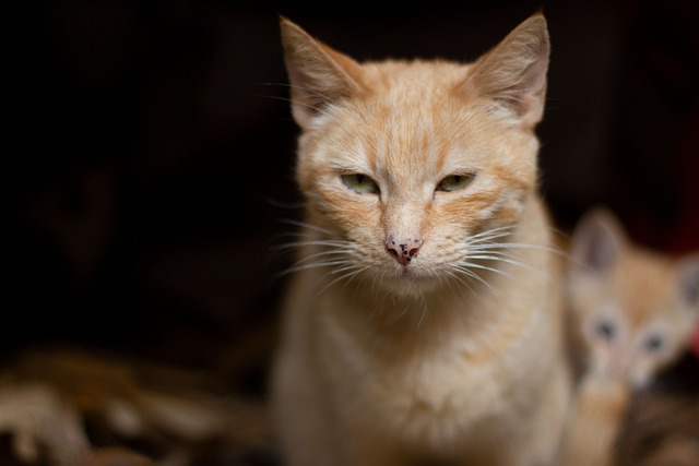 Free download cat itics guatemala quetzaltenango free picture to be edited with GIMP free online image editor