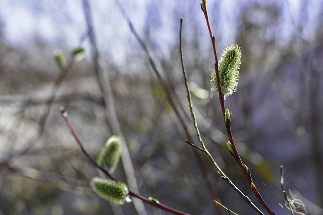 Free download Catkin Bud Nature -  free photo or picture to be edited with GIMP online image editor