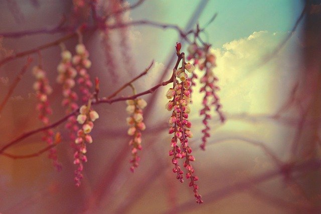 Free download catkin flower tree bloom free picture to be edited with GIMP free online image editor