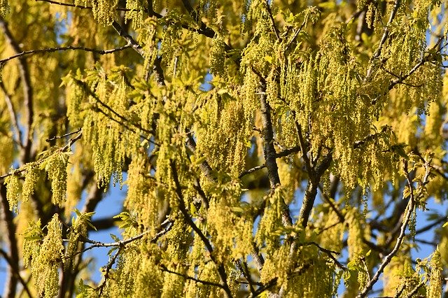 Free download Catkins Buds Freshness -  free photo or picture to be edited with GIMP online image editor