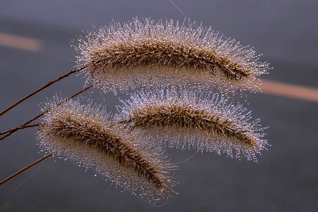 Free download catkins dewdrops morning dew reeds free picture to be edited with GIMP free online image editor