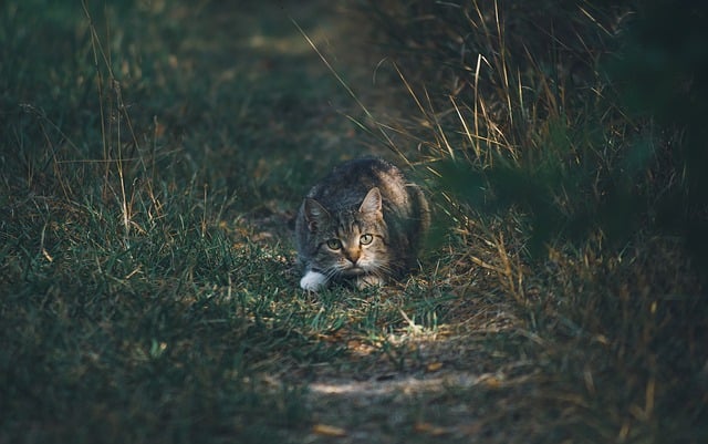 Free download cat kitten animal outdoors grass free picture to be edited with GIMP free online image editor