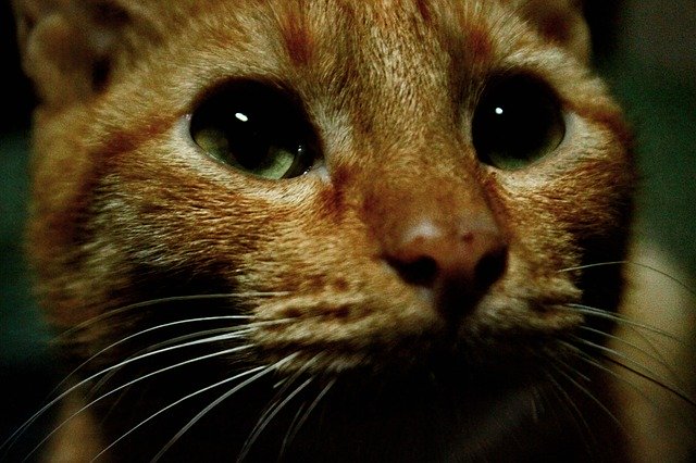 Free download Cat Kitten CatS Eyes -  free photo or picture to be edited with GIMP online image editor