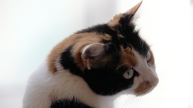 Free download Cat Kitten Domestic CatS -  free photo or picture to be edited with GIMP online image editor