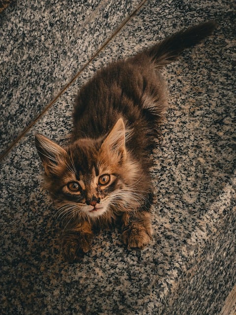 Free download cat kitten pet fur adorable free picture to be edited with GIMP free online image editor