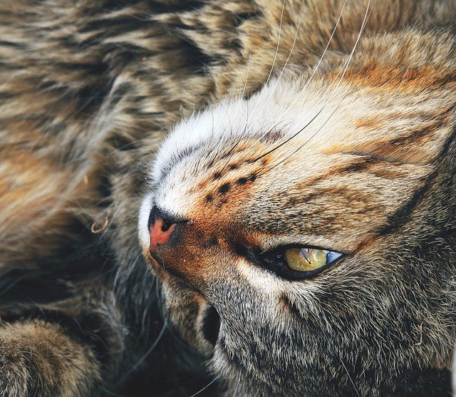 免费下载 Cat Look Pets - 可使用 GIMP 在线图像编辑器编辑的免费照片或图片