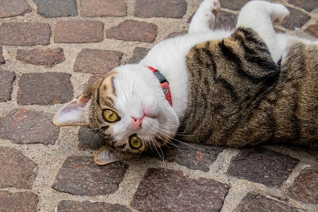 Free download cat mackerel domestic cat cat face free picture to be edited with GIMP free online image editor