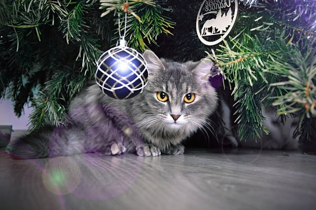 Free download cat mainecoon christmas animal free picture to be edited with GIMP free online image editor