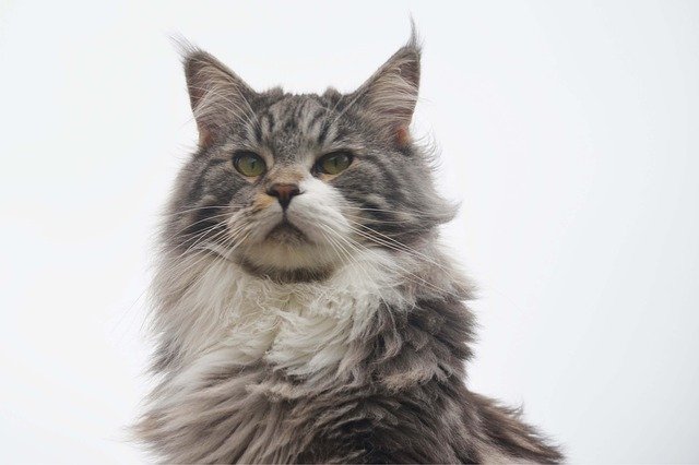 Free download cat maine coon hairy male kitten free picture to be edited with GIMP free online image editor