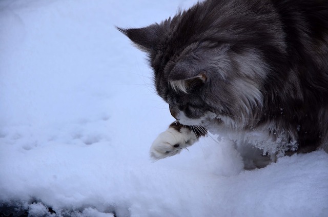 Free download cat maine coon winter snow cold free picture to be edited with GIMP free online image editor