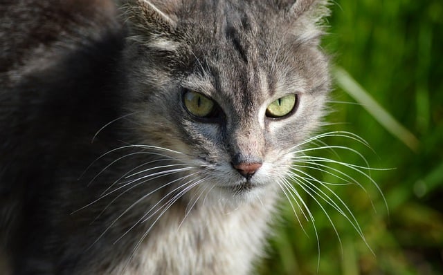 Free download cat mammal whiskers domestic animal free picture to be edited with GIMP free online image editor