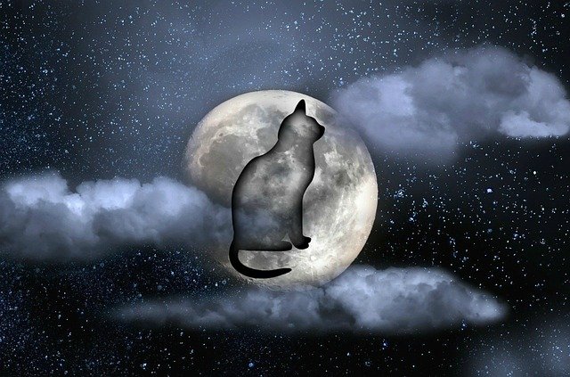 Free download Cat Moon -  free illustration to be edited with GIMP free online image editor