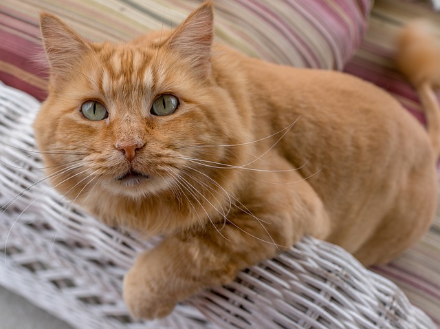 Free download cat orange maine coon cute pet free picture to be edited with GIMP free online image editor