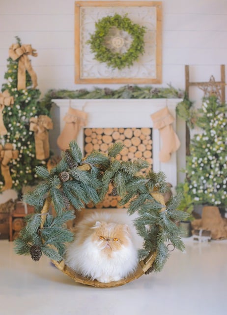 Free download cat persian feline christmas xmas free picture to be edited with GIMP free online image editor