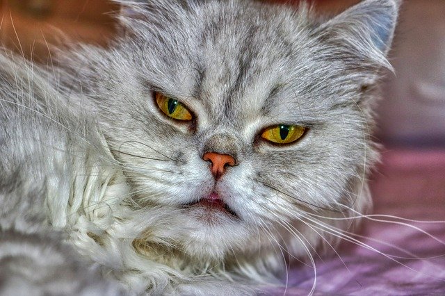 Free download Cat Persian Fluffy -  free photo or picture to be edited with GIMP online image editor