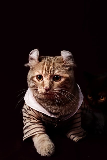 Free download cat pet animal clothes head free picture to be edited with GIMP free online image editor