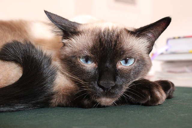 Free download cat pet siamese cat feline animal free picture to be edited with GIMP free online image editor