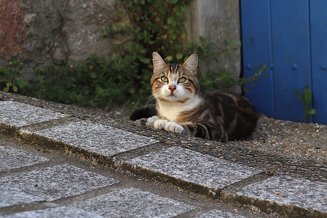 Free download cat pet tabby feline animal fur free picture to be edited with GIMP free online image editor