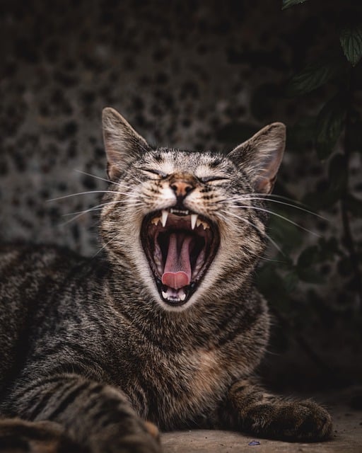 Free download cat pet yawn tired animal free picture to be edited with GIMP free online image editor