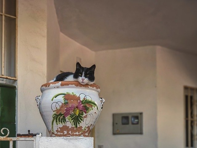 Free download Cat Relaxing Flower Pot -  free photo or picture to be edited with GIMP online image editor