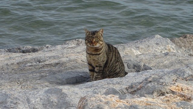 Free download Cat Rocks Sea -  free photo or picture to be edited with GIMP online image editor