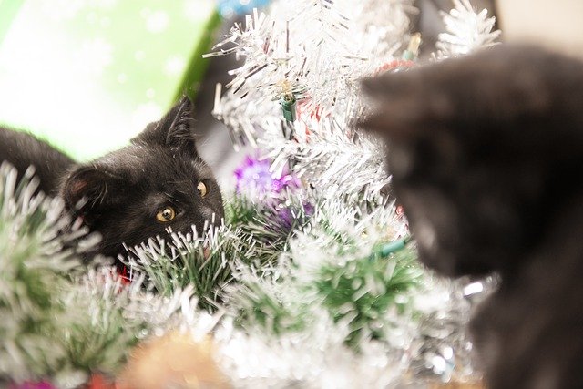 Free download Cats Christmas Wreath -  free photo or picture to be edited with GIMP online image editor