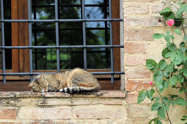 Free download Cat Sleeping Siesta -  free photo or picture to be edited with GIMP online image editor