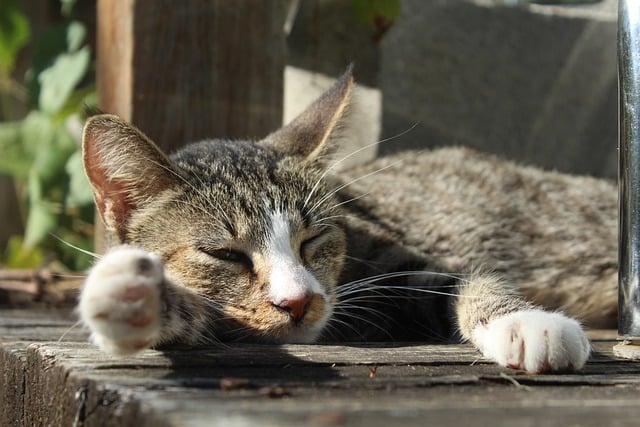 mèo buồn ngủ hiên nhà mệt nắng bởi OffiDocs for