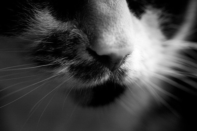 Free download Cats Nose Cat -  free photo or picture to be edited with GIMP online image editor