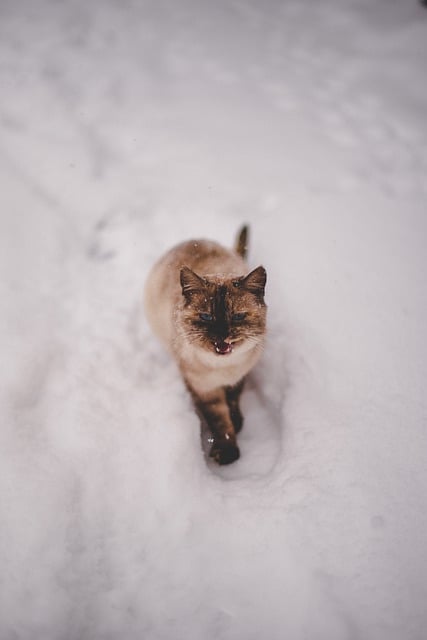 Free download cat snow outdoors feline winter free picture to be edited with GIMP free online image editor