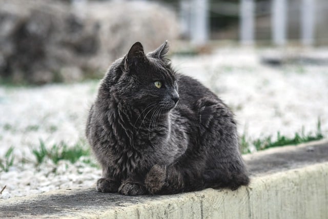 Free download cat snow stray grey cat animal free picture to be edited with GIMP free online image editor