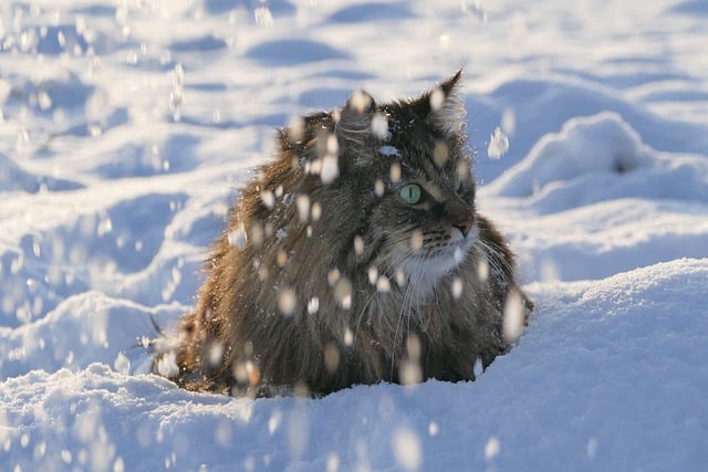 Free download cat snow winter feline pet animal free picture to be edited with GIMP free online image editor