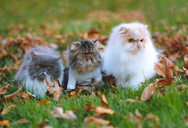 Free download cats purebred persian cats foliage free picture to be edited with GIMP free online image editor