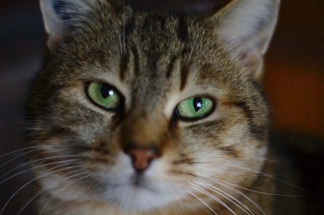 Free download Cat Tabby Eyes -  free photo or picture to be edited with GIMP online image editor