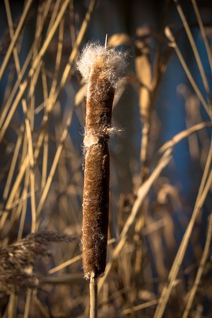 Free download Cattail Cigar Spring -  free photo or picture to be edited with GIMP online image editor