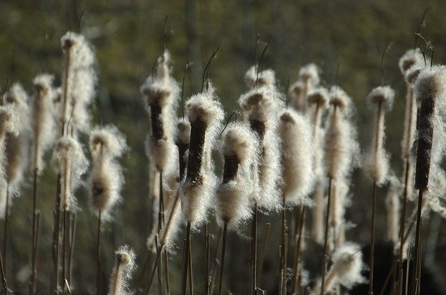 Free download Cattail Reed Flying Seeds Pond -  free photo or picture to be edited with GIMP online image editor