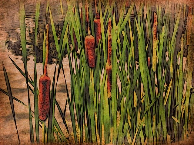 Free download Cattails Marsh -  free illustration to be edited with GIMP free online image editor