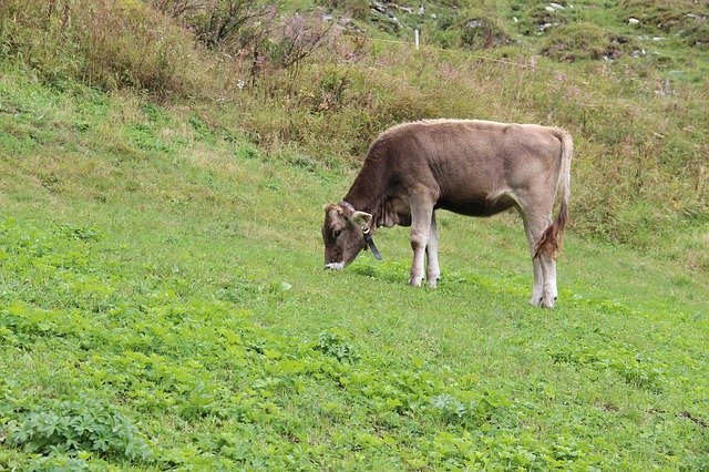 Free download Cattle Austria Mountain -  free photo or picture to be edited with GIMP online image editor